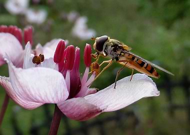 feeding hover fly