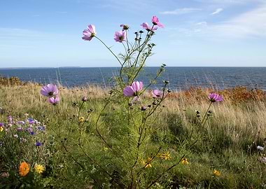 WIldflowers on Panmure
