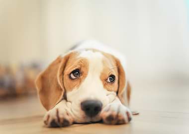 Cute Beagle dog
