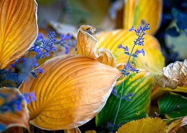 Autumn In The Garden