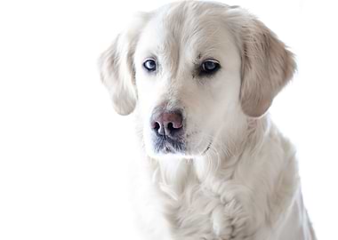 Golden retriever
