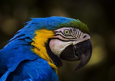 Colorful Macaw Parrot