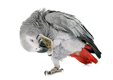Tropical Parrot