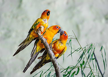 Tropical Parrots