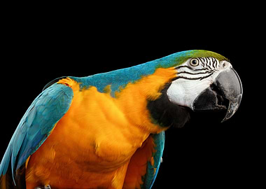 Beautiful Macaw Parrot