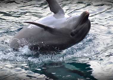 Showy Dolphin