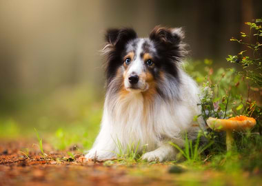 Border collie