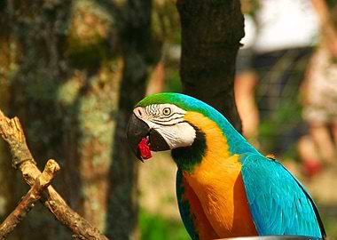 Colorful Macaw Parrot