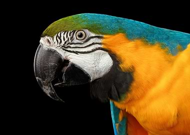 Macaw Parrot