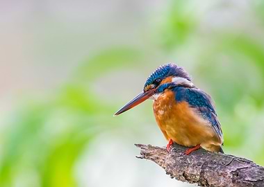 kingfisher