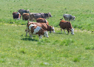 cows grazing