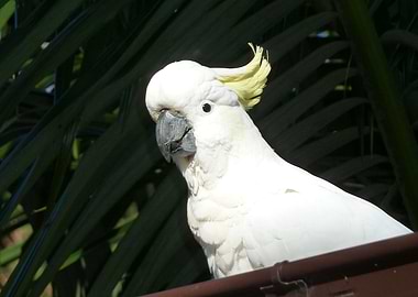 COCKATOO parrot