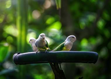 Tropical Parrots