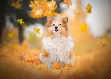 Beautiful Dog artwork