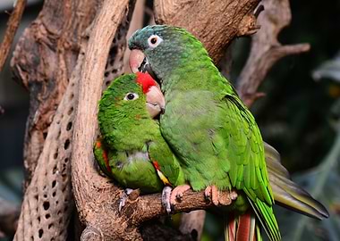 Tropical Parrots