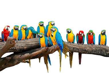 Macaw Parrots