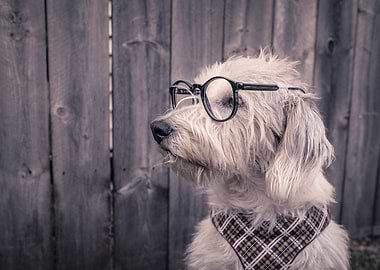 Smart dog