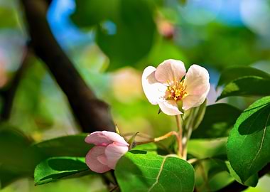 Pink Crabapple Flower