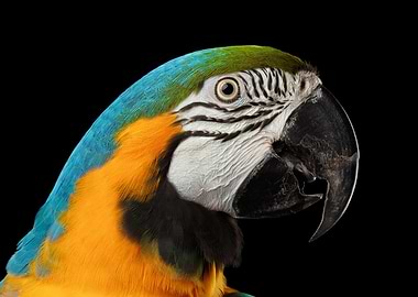 Beautiful Macaw Parrot