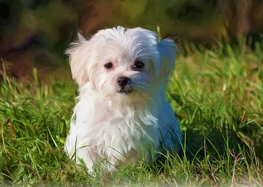 Maltese Dog