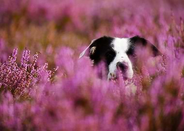 Dog in the field