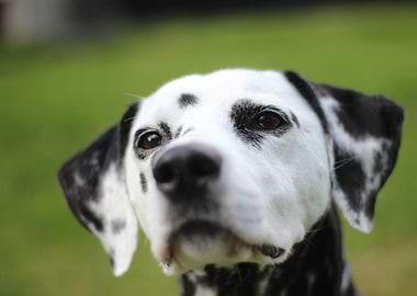Dalmatian Dog