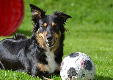 Dog on the playground