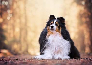 Collie