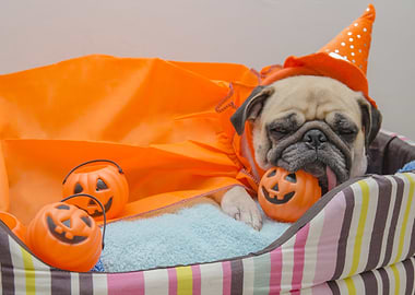 Halloween Pug Dog