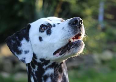 Dalmatian Dog