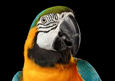Macaw Parrot