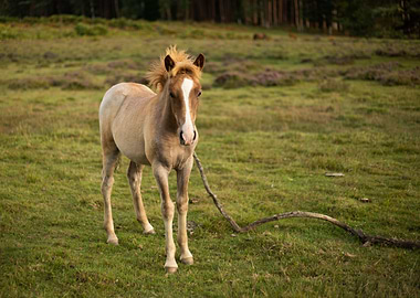 Young New Forest Pony