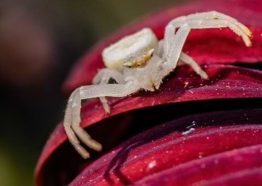 Crab Spider