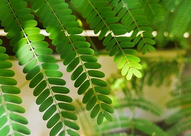 Green tree leaves