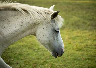 New Forest Pony