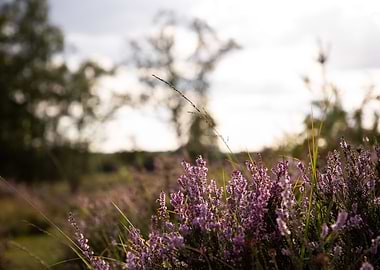 New Forest Wild Heather