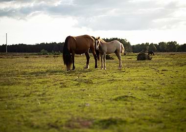 New Forest Ponies