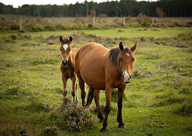 New Forest Ponies