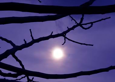 Silhouette purple sunset