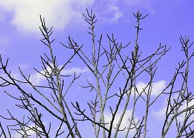 Dry tree against sky
