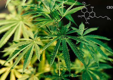 Formulation of the CBD
