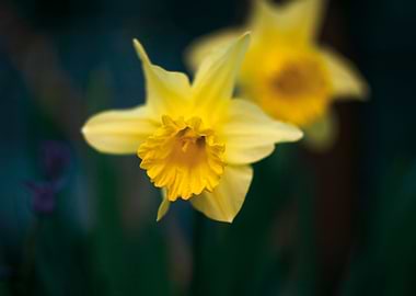 Yellow Narcissus