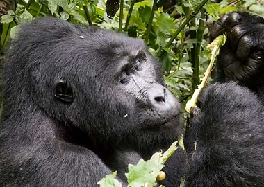 Mountain gorilla portrait