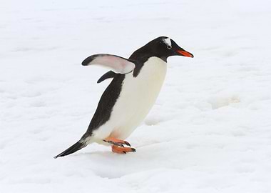 Gentoo Penguin