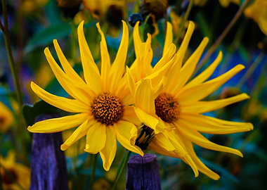Yellow Flower Portrait