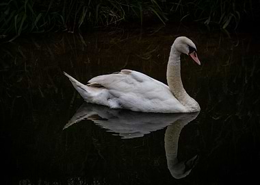 Beautiful Swan