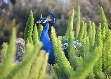 Peacock