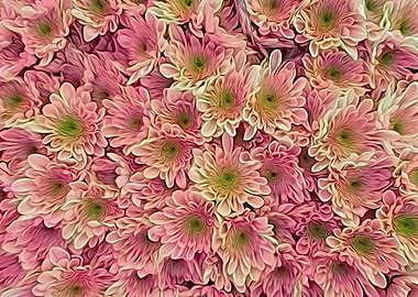 colorful daisy in bloom