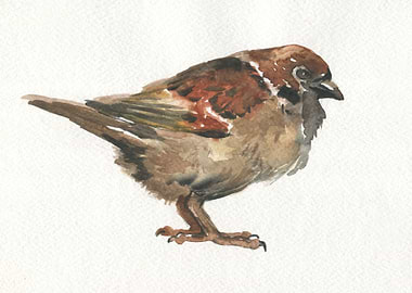 Sparrow