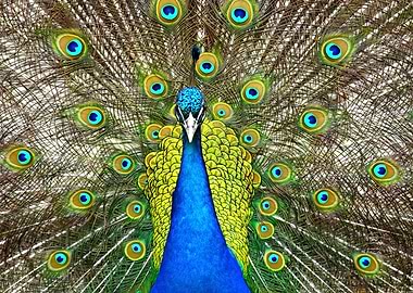 Peacock